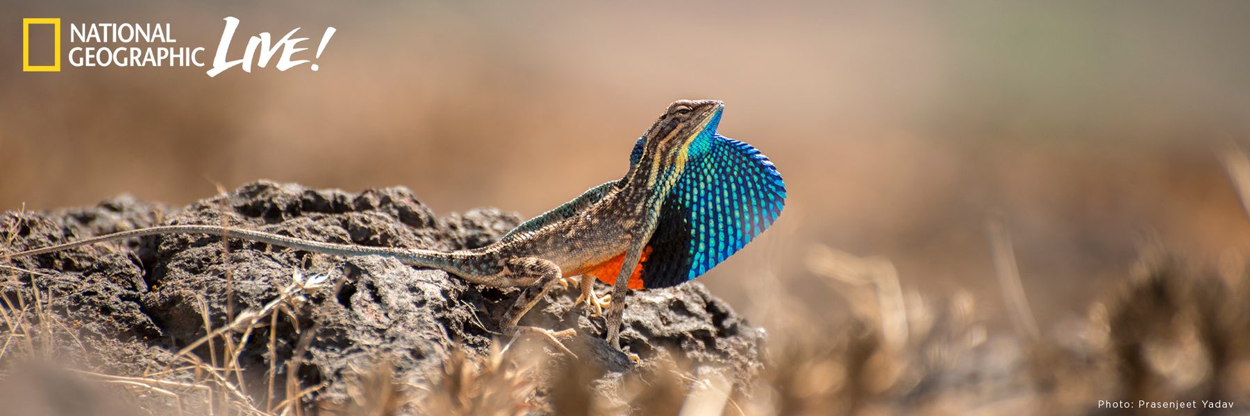Image of a reptile in the dirt