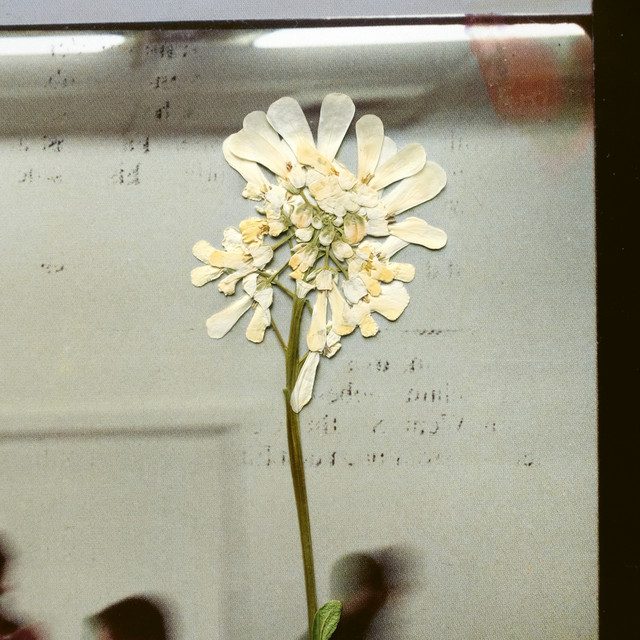 Image of blurred figures in background and dried flowers on glass